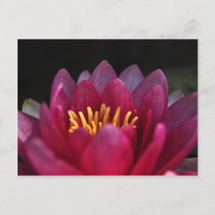 The Water Lily Postcard