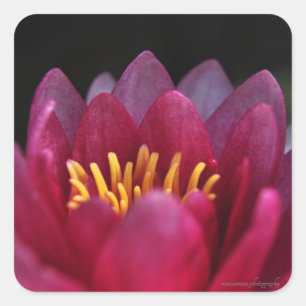 The Water Lily Square Sticker