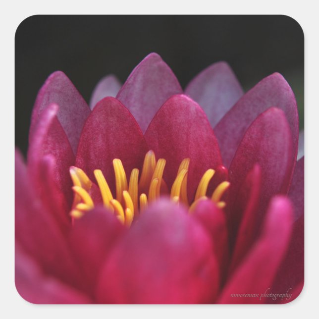 The Water Lily Square Sticker (Front)