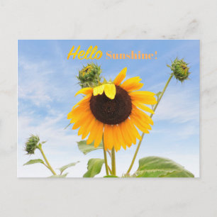 The Waving Sunflower Postcard