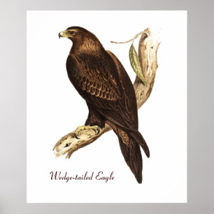 The Wedge Tailed Eagle. A Magnificent Bird of Prey Poster
