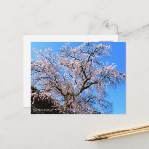 The Weeping Cherry Tree: Matabei-Zakura ポスト Postcard