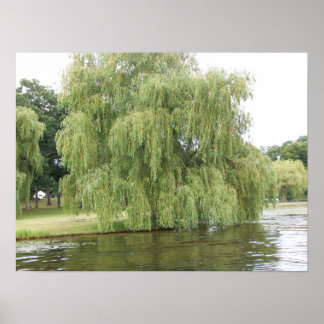 The Weeping Willow Poster