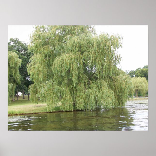 The Weeping Willow Poster (Front)