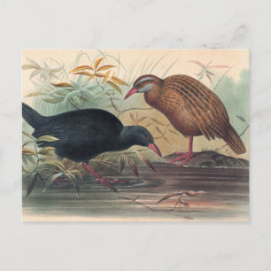 The Weka Rail by Joseph Wolf Postcard