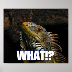 The What!? Iguana Poster