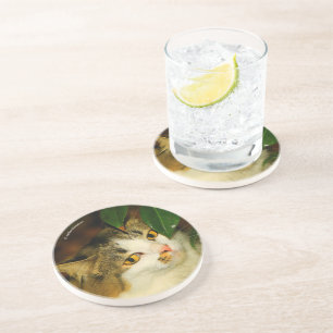 The Whimsical Cat and the Camellia Coaster