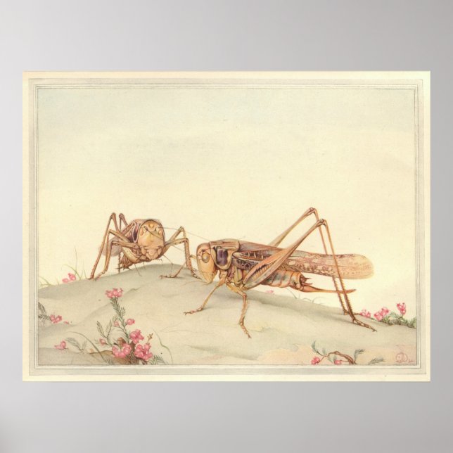 THE WHITE-FACED DECTICUS Insect Book Illustration Poster (Front)