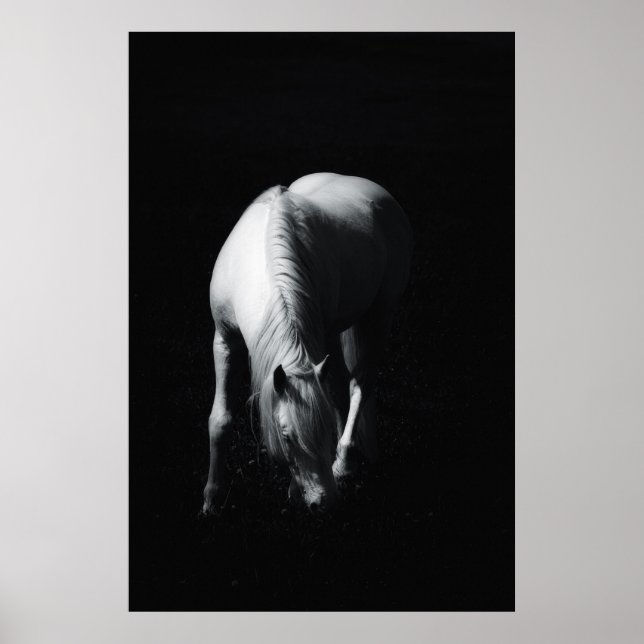 The white horse poster (Front)