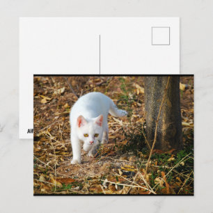 The White Hunter Postcard