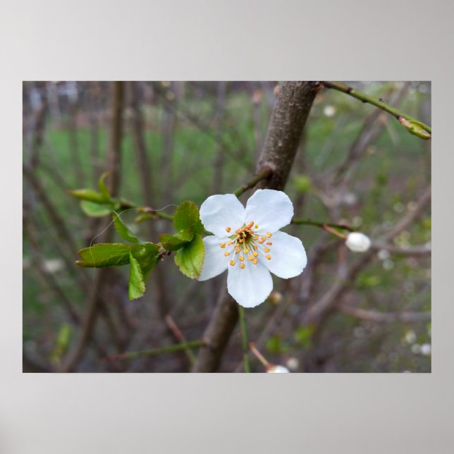 The white of spring poster (Front)