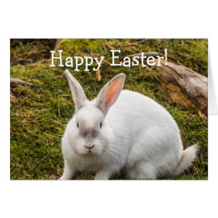 The White Rabbit Easter