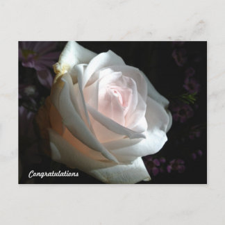 The White Rose - Congratulations Postcard