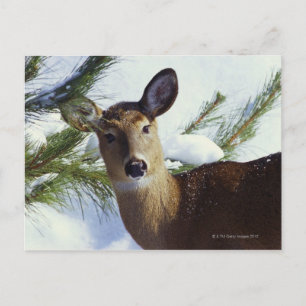The White-tailed deer (Odocoileus virginianus), Postcard