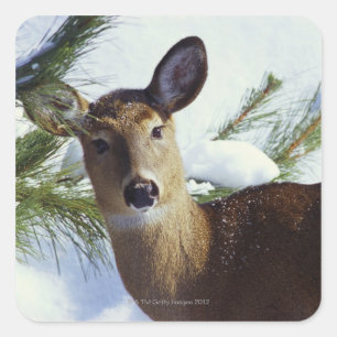 The White-tailed deer (Odocoileus virginianus), Square Sticker