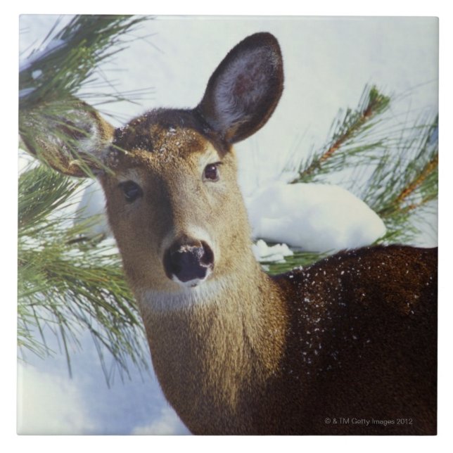 The White-tailed deer (Odocoileus virginianus), Tile (Front)