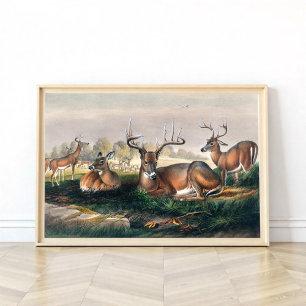 The White-Tailed Deer  Poster