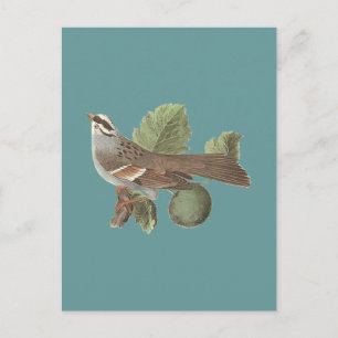 The White-throated Sparrow: Fringilla pensylvanica Postcard