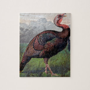 The Wild American Turkey Cock, illustration from ' Jigsaw Puzzle