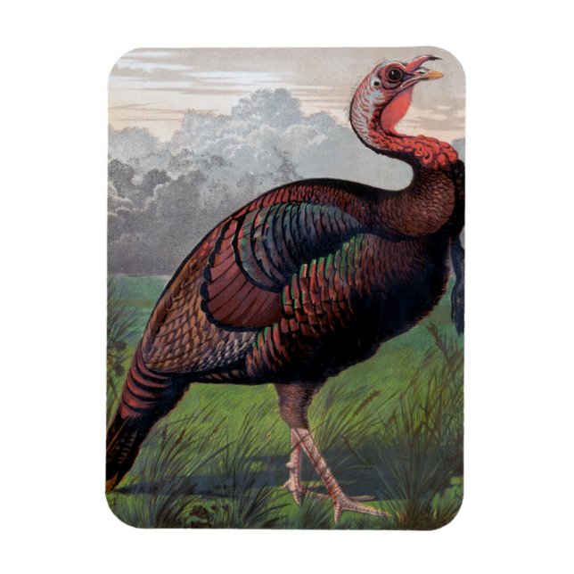 The Wild American Turkey Cock, illustration from ' Magnet (Vertical)