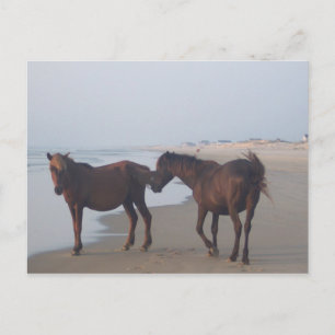 The Wild Horses of Carova Beach Postcard