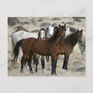 The Wild Ones Postcard