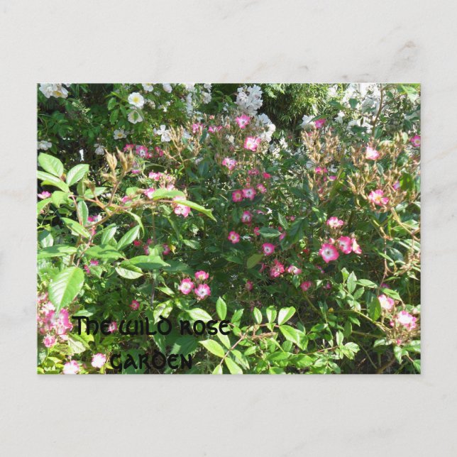 The wild rose garden postcard (Front)