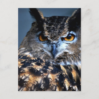 The Wise One Postcard