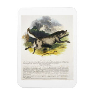 The Wolf (Canis lupus) educational illustration pu Magnet