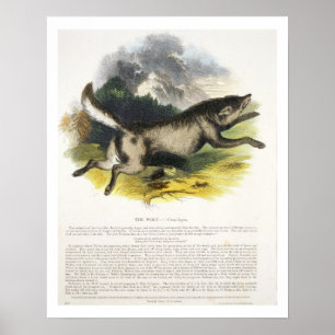 The Wolf (Canis lupus) educational illustration pu Poster