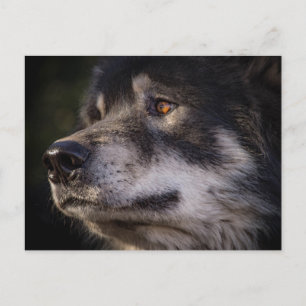 The Wolf Postcard