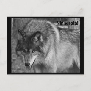 The Wolves of Minnesota! Postcard