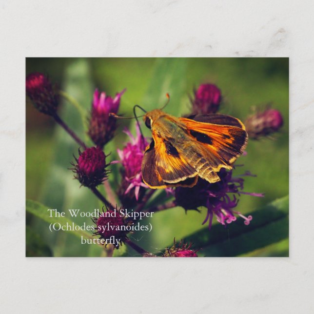 The Woodland Skipper butterfly Holiday Postcard (Front)