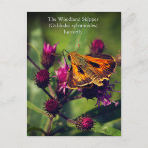 The Woodland Skipper butterfly Holiday Postcard