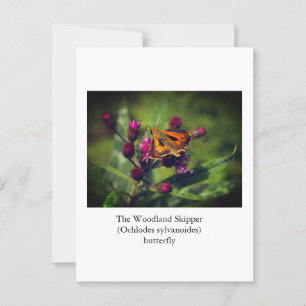The Woodland Skipper butterfly Postcard