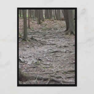 the Woods ~ 29 Postcard
