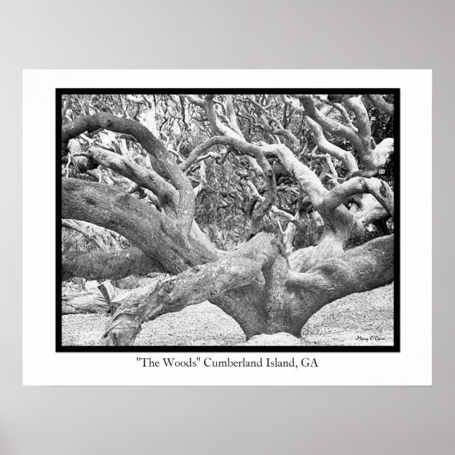 "The Woods" Cumberland Island, GA Poster (Front)
