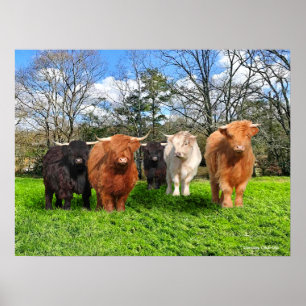 "The Woolies"  Poster