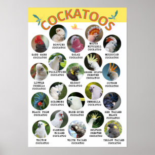 The World of Cockatoos - Printable Poster - B2 and