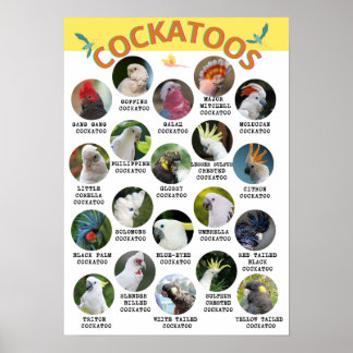 The World of Cockatoos - Printable Poster - B2 and