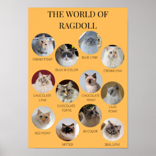 The World of Ragdoll, Printable A3 or smaller Poster