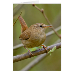 The Wren