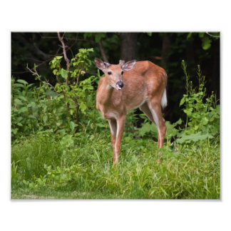 The Yearling Photo Print