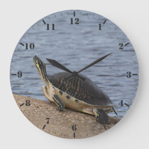 The yellow-bellied slider turtle large clock