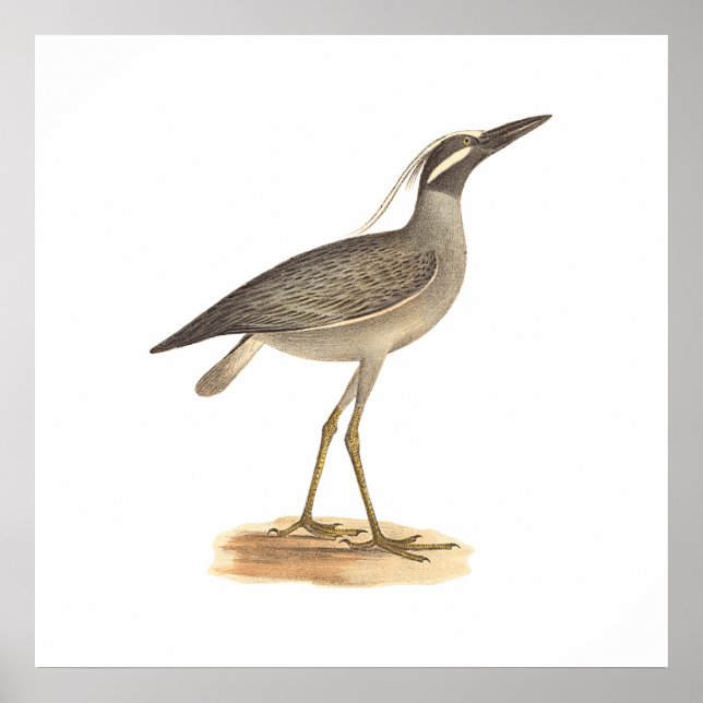 The Yellow-crowned Night Heron	(Ardea violacea) Poster (Front)