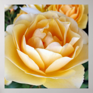 The Yellow Rose Poster