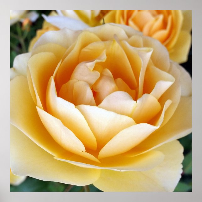 The Yellow Rose Poster (Front)