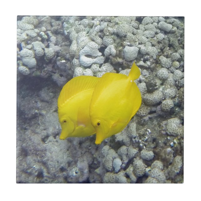 The Yellow Tang Fish Ceramic Tile (Front)
