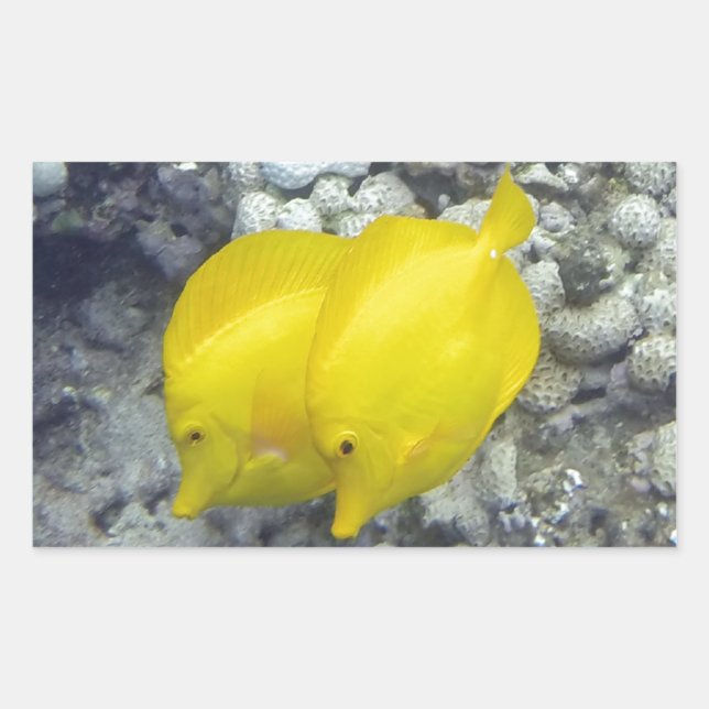 The Yellow Tang Fish Rectangular Sticker (Front)