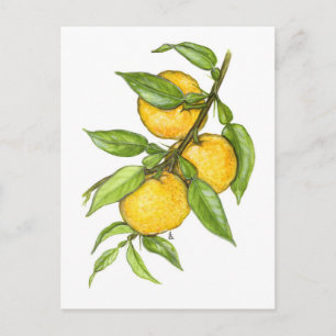 The Yuzu Collection Postcard